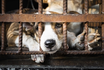 one million signatures with effort to end the dog and cat meat trade in southeast asia